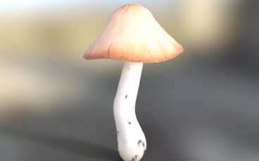 toadstool