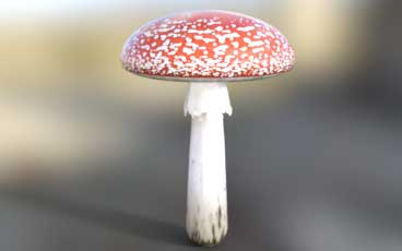 fly agaricl